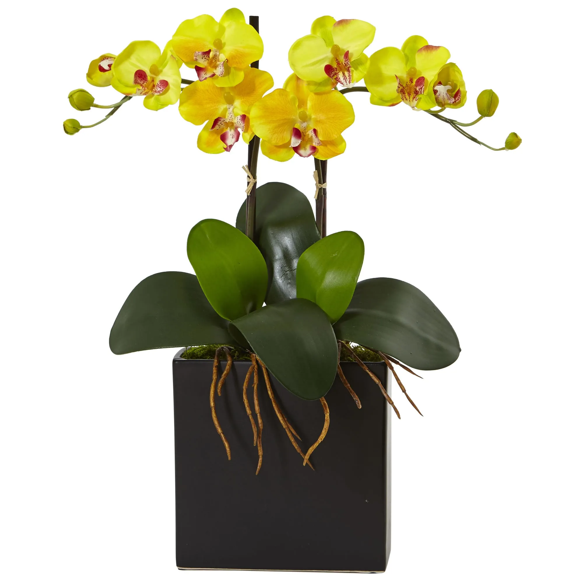 18.5" Artificial Double Mini Phalaenopsis in Black Vase - Low Maintenance, Life-Like & Vibrant Silk Flowers For Busy People.