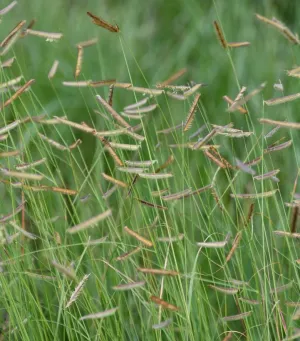 Blue Grama Grass