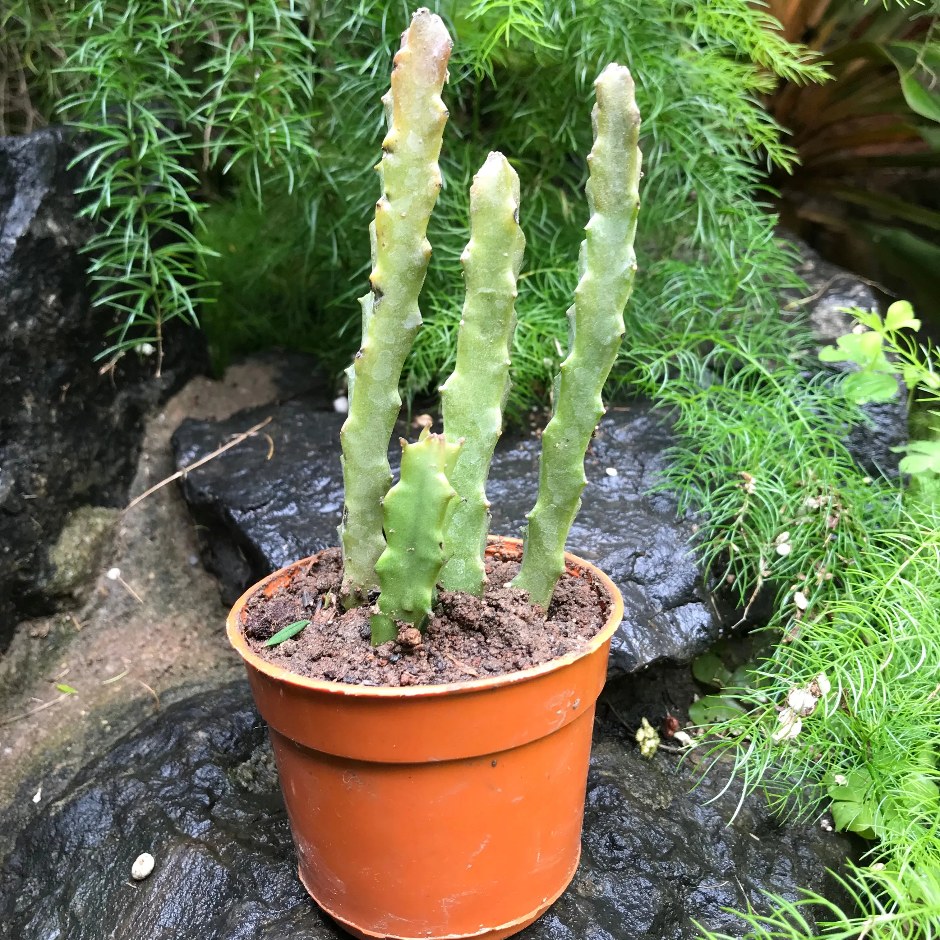 Caralluma Umbellata Succulent Plant