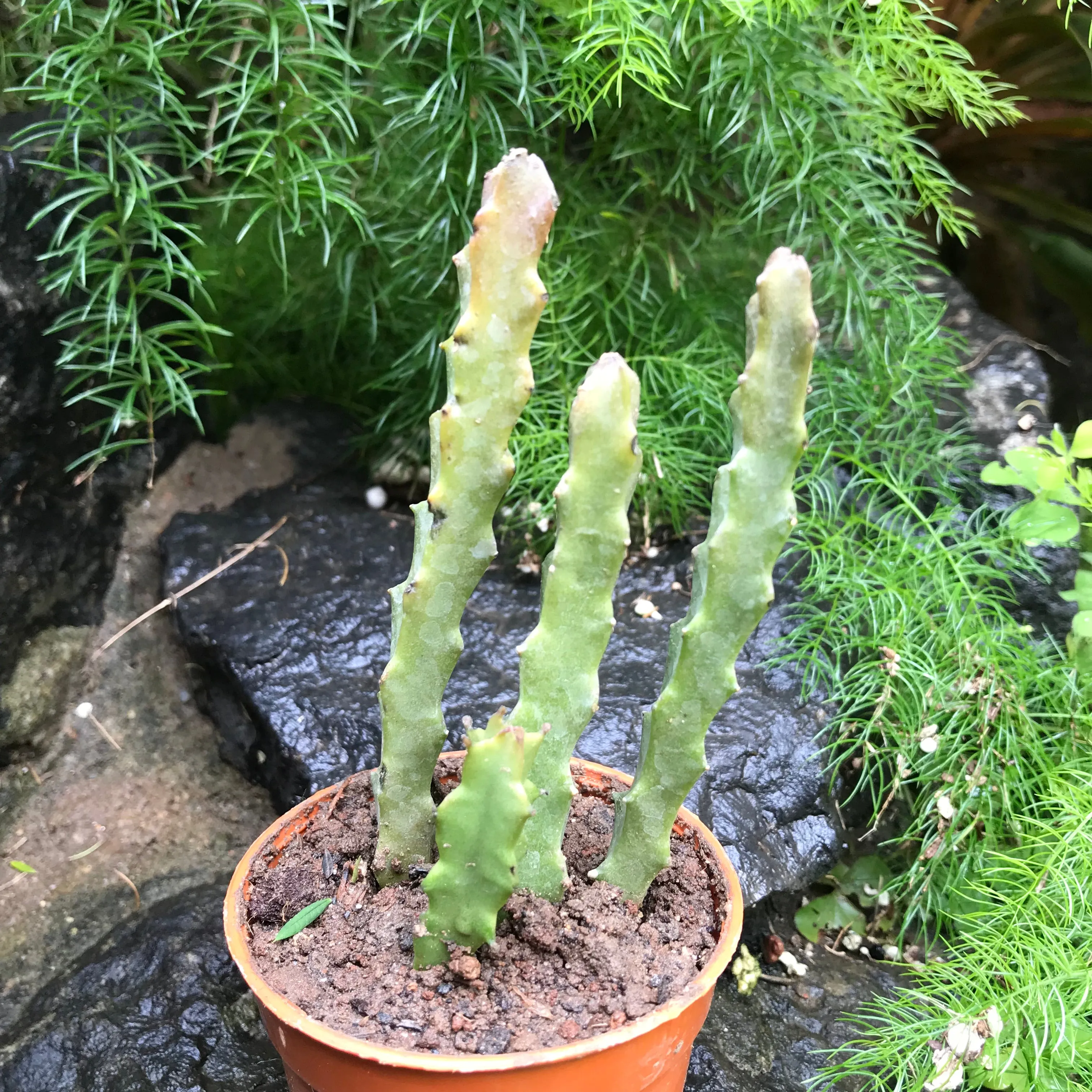 Caralluma Umbellata Succulent Plant