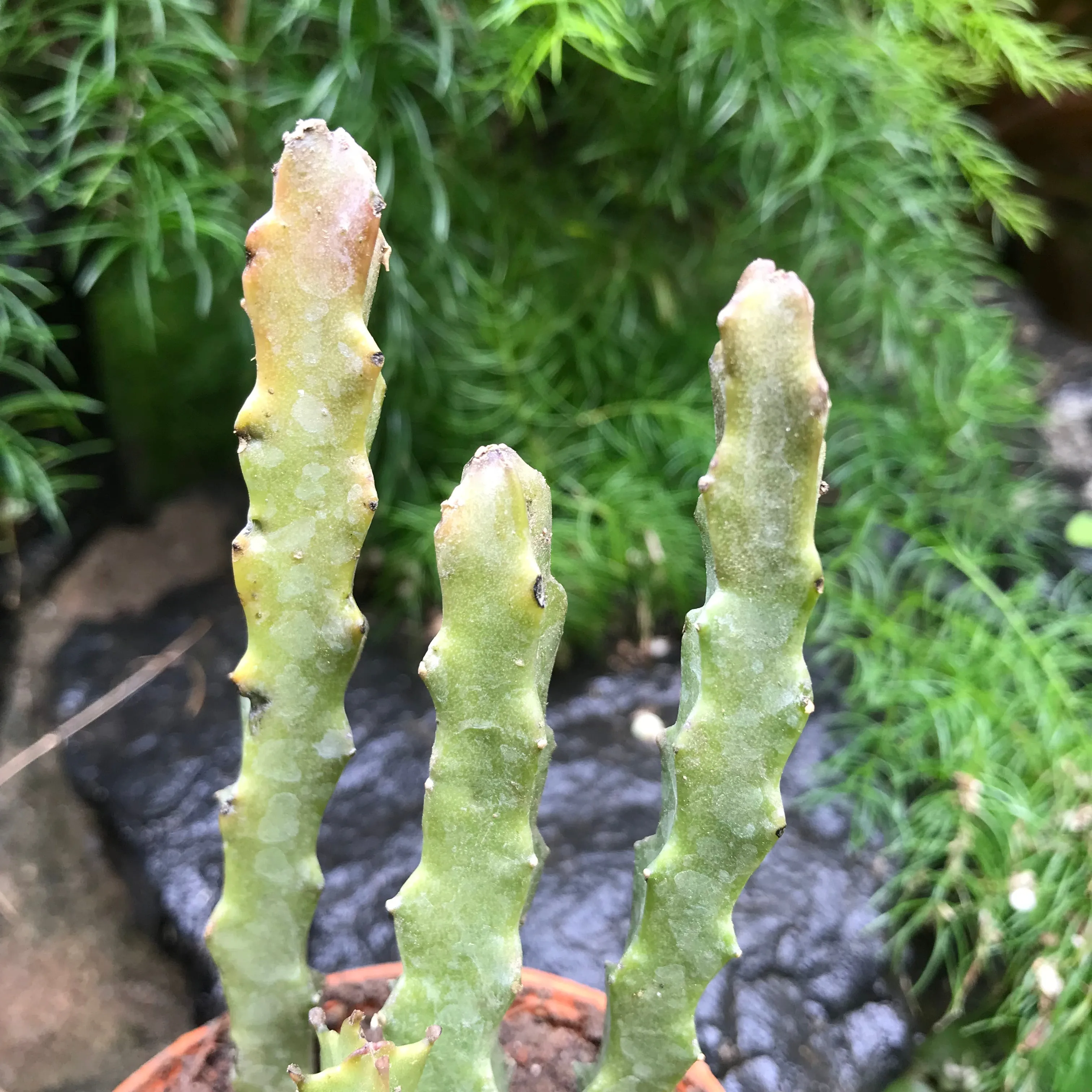 Caralluma Umbellata Succulent Plant