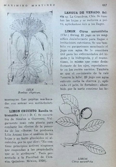 (Mexican) Maximino Martinez. Plantas Medicianales de Mexico